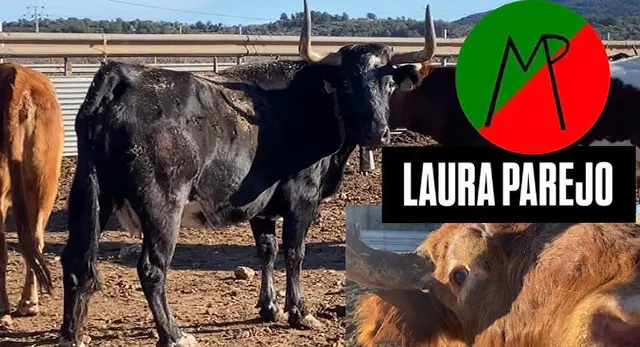 Res de Laura Parejo en un festejo de bous al carrer