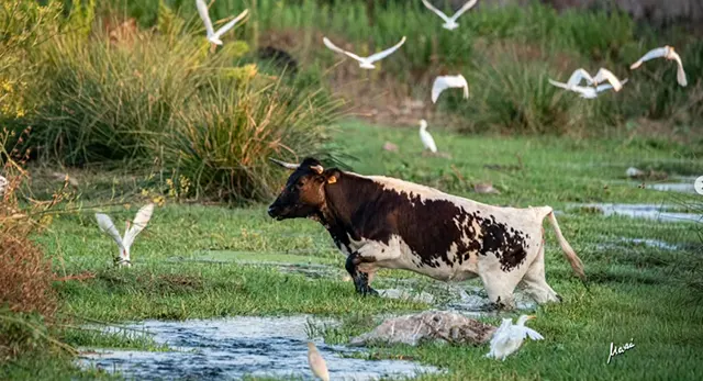 Ganadería El Gallo y la familia Tárrega
