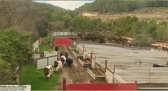 Ganader&iacute;a Hermanos Cali en la Finca La So&ntilde;ada