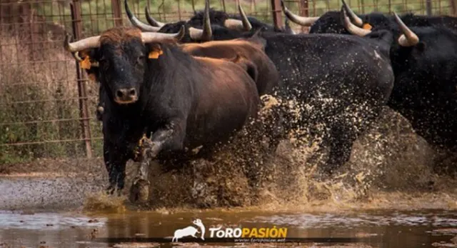 Toropasi&oacute;n organiza festejos taurinos populares y eventos personalizados