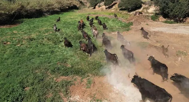 Manejo del ganado bravo en la finca La Pagua