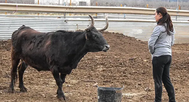 Ganado bravo de la Ganader&iacute;a Laura Parejo