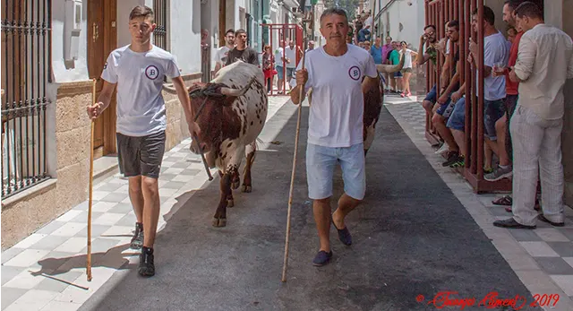 Ganader&iacute;a Benavent en los festejos populares valencianos