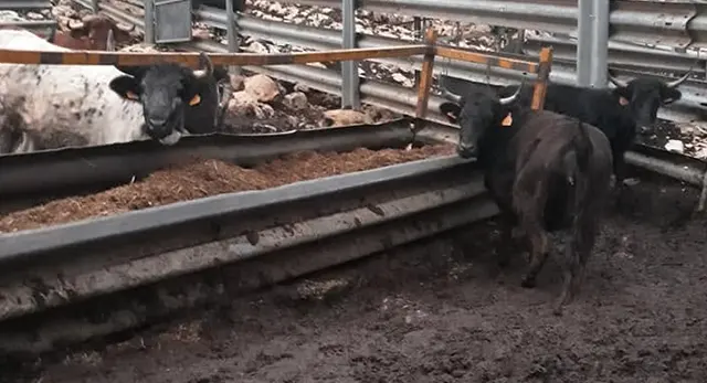 Vaca brava de Els Coves en un festejo popular
