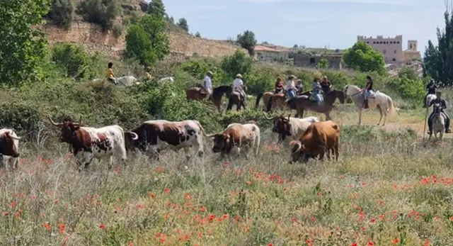 Ganader&iacute;a El Gallo y sus reses bravas en Castell&oacute;n