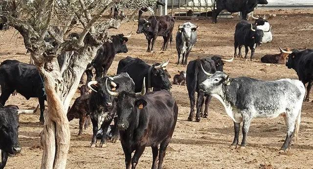 Finca La So&ntilde;ada, hogar de Ganader&iacute;a Hermanos Cali