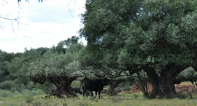 Finca La Pagua de la Ganadería Hermanos Guillamón