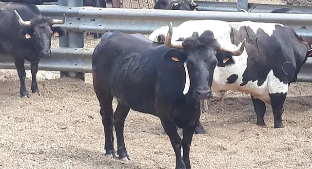 Ganado bravo de la Ganadería Els Coves