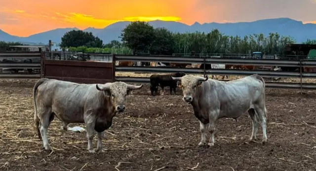 Reses bravas de Ganadería El Gallo