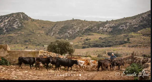 Reses bravas de la Ganadería Hermanos Bellés
