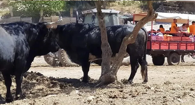Res de Hermanos Cali en los bous al carrer