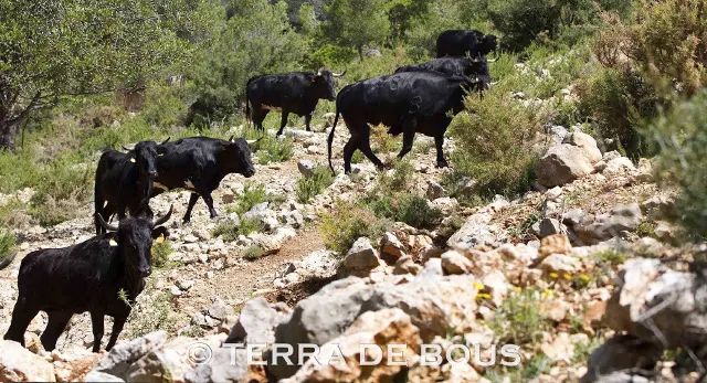 Reses de la Ganadería La Paloma en Xaló
