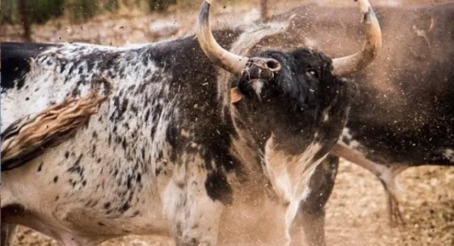 Ganado bravo y experiencias camperas de Toropasi&oacute;n