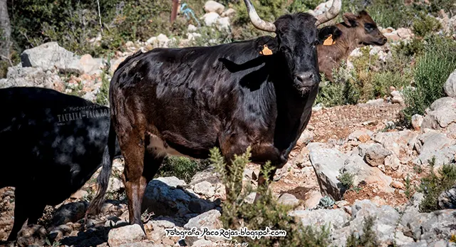 Vaca Montañesa de la Ganadería La Paloma