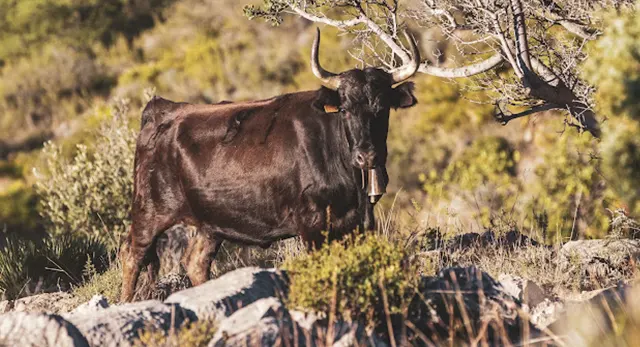 Vacas y toros destacados de Ganadería El Gallo