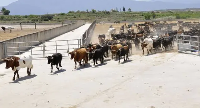 Reses de Ganader&iacute;a Benavent en la finca Pla del Homet