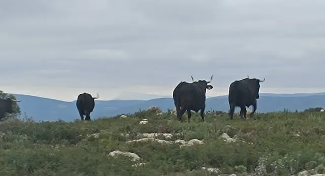 Visitas camperas a la Finca La So&ntilde;ada