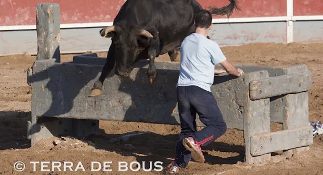Ganader&iacute;a La Paloma y sus reses bravas