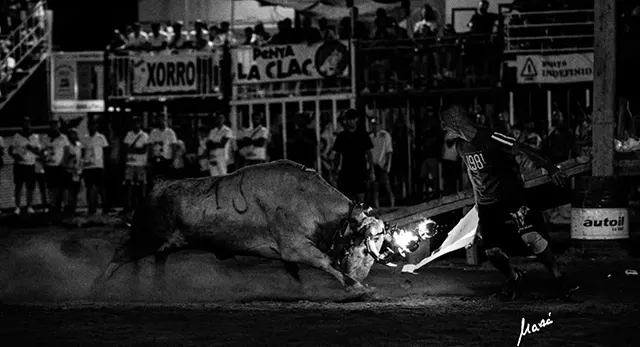 Ganado participante en las noches taurinas de Les Penyes