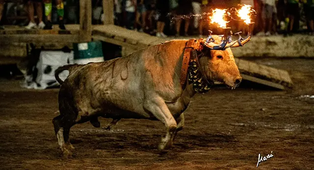 Noches taurinas de Les Penyes en Festes 2026