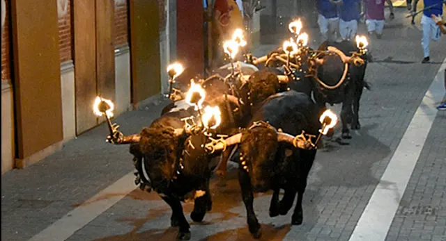 Bou embolat durante las noches taurinas de Les Penyes en Festes 2026