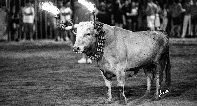 Noches taurinas en Les Penyes en Festes 2026