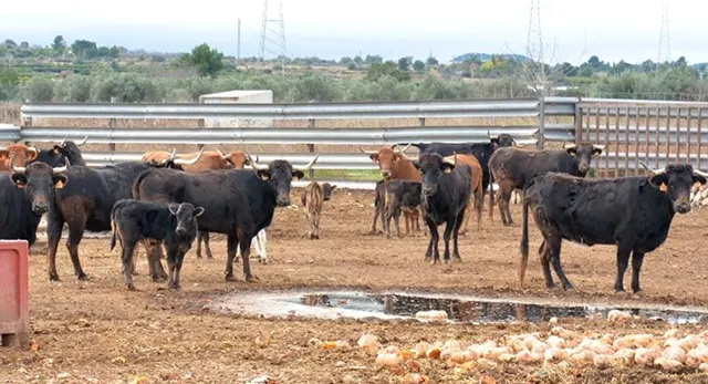 Res de la Ganader&iacute;a Fernando Machancoses en un festejo popular