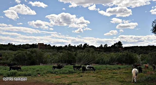 Res de Hermanos Guillamón destinada al Bou al Carrer