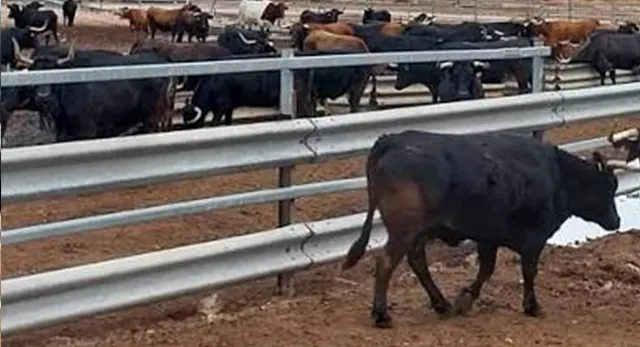 Ejemplar de la Ganadería Dani Machancoses