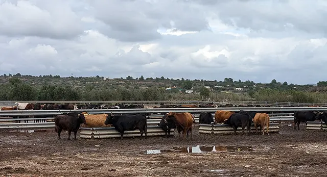 Ganader&iacute;a Dani Machancoses
