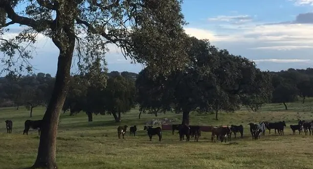 Dehesa Majavieja, finca de la ganadería de Espartaco en Constantina