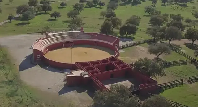 Toros de la ganader&iacute;a de Espartaco en el campo