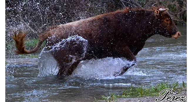 Ganader&iacute;a Hermanos Colomer y sus toros bravos en la finca La Sabina